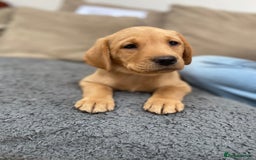 Labrador Retriever dogs for sale: Stunning Labrador Puppies - Image 40
