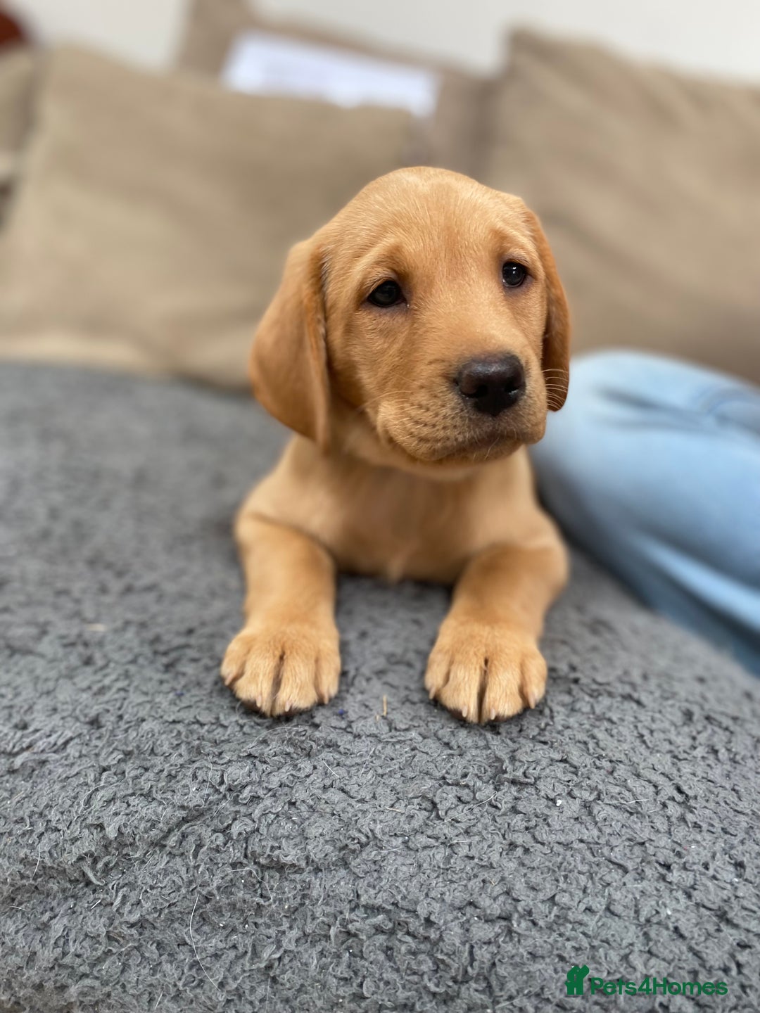 Labrador Retriever dogs for sale: Stunning Labrador Puppies - Image 40