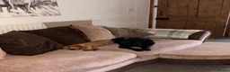 Cocker Spaniel dogs for sale: Gorgeous golden boy - Advert 4