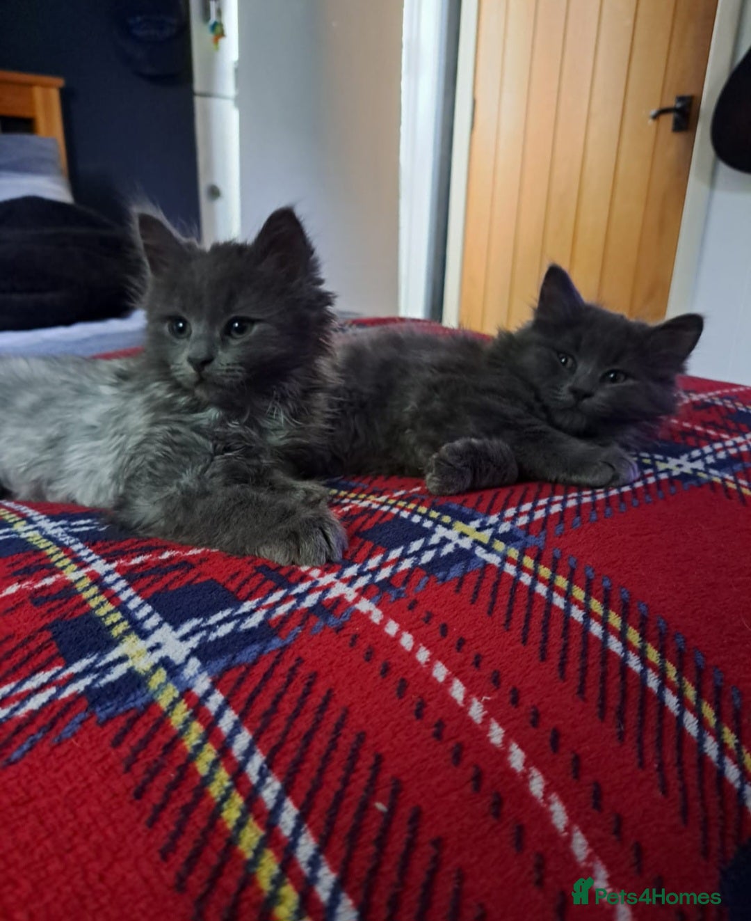 Nebelung cats for sale: Fluffy Grey Kittens for sale Cumbernauld - Image 4