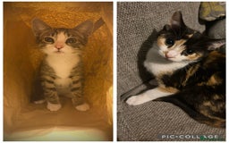 European cats for sale:  kittens last two left - Image 1