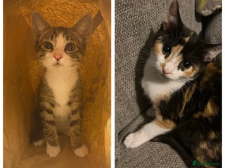 European cats - Advert 2