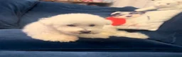 Bichon Frise dogs for stud: Bichon Frise for stud  in Derby - Advert 11