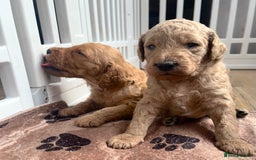 Mixed Breed dogs for sale: Multi generational goldendoodle puppies - Image 11