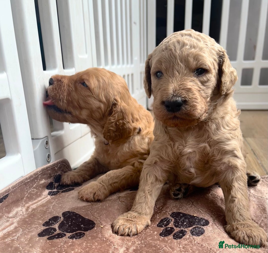 Mixed Breed dogs for sale: Multi generational goldendoodle puppies - Image 11