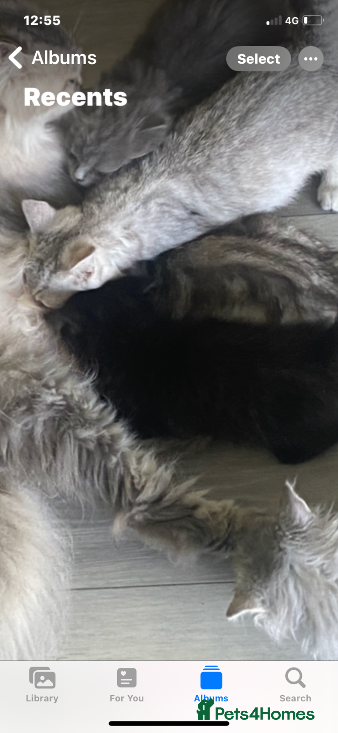 Selkirk Rex cats for sale: Selkirkrex black ghost tabby - Image 4