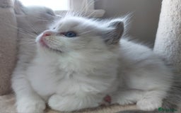 Ragdoll cats for sale: Ragdoll Kitten for Sale – Meet Sky 💙🐾 - Image 2