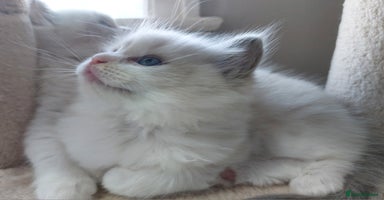 Ragdoll cats - Advert 15