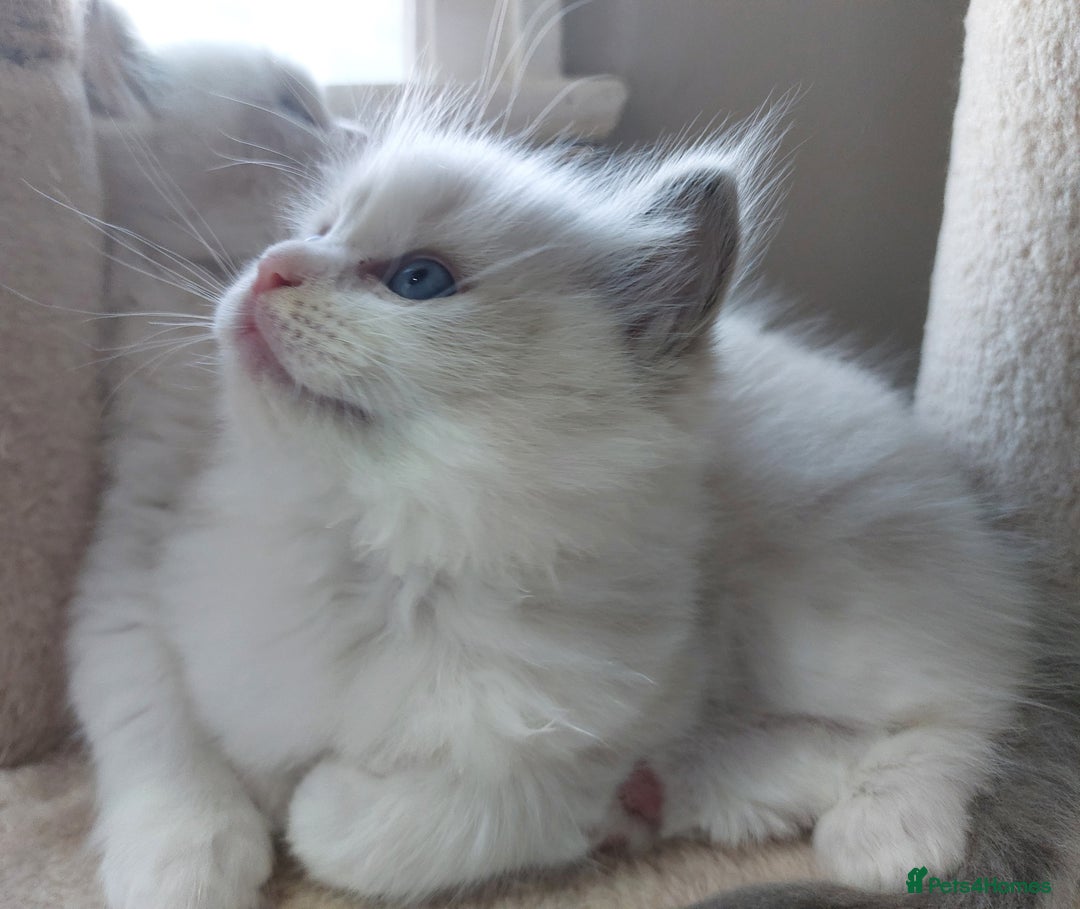 Ragdoll cats for sale: Ragdoll Kitten for Sale – Meet Sky 💙🐾 - Image 2