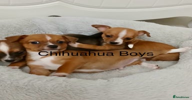 Chihuahua dogs - Advert 2