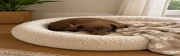 Miniature Dachshund dogs for sale: Miniature Dachshund ready now  🐾 - Advert 3