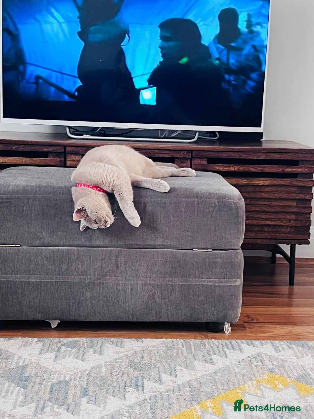 British Shorthair cats for sale: Lilac British short hair  - Image 3