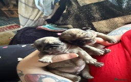 Pug dogs for sale: Pug puppies  - Image 5