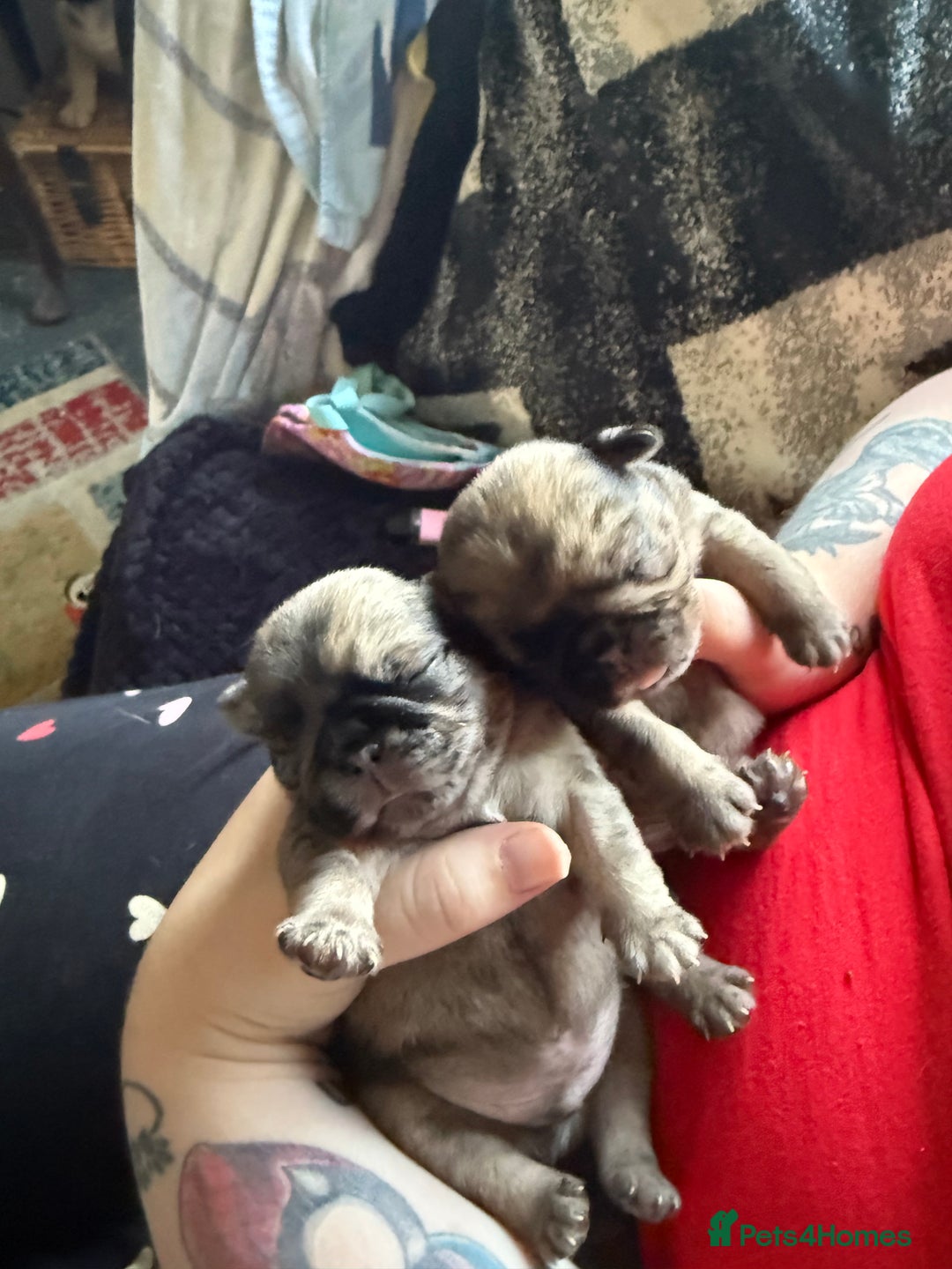 Pug dogs for sale: Pug puppies  - Image 5