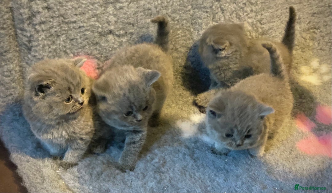 British Shorthair cats for sale: Gorgeous BSH kittens  - Advert 5