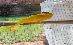 Parakeets birds for sale: Yellow male kakariki  - Image 4