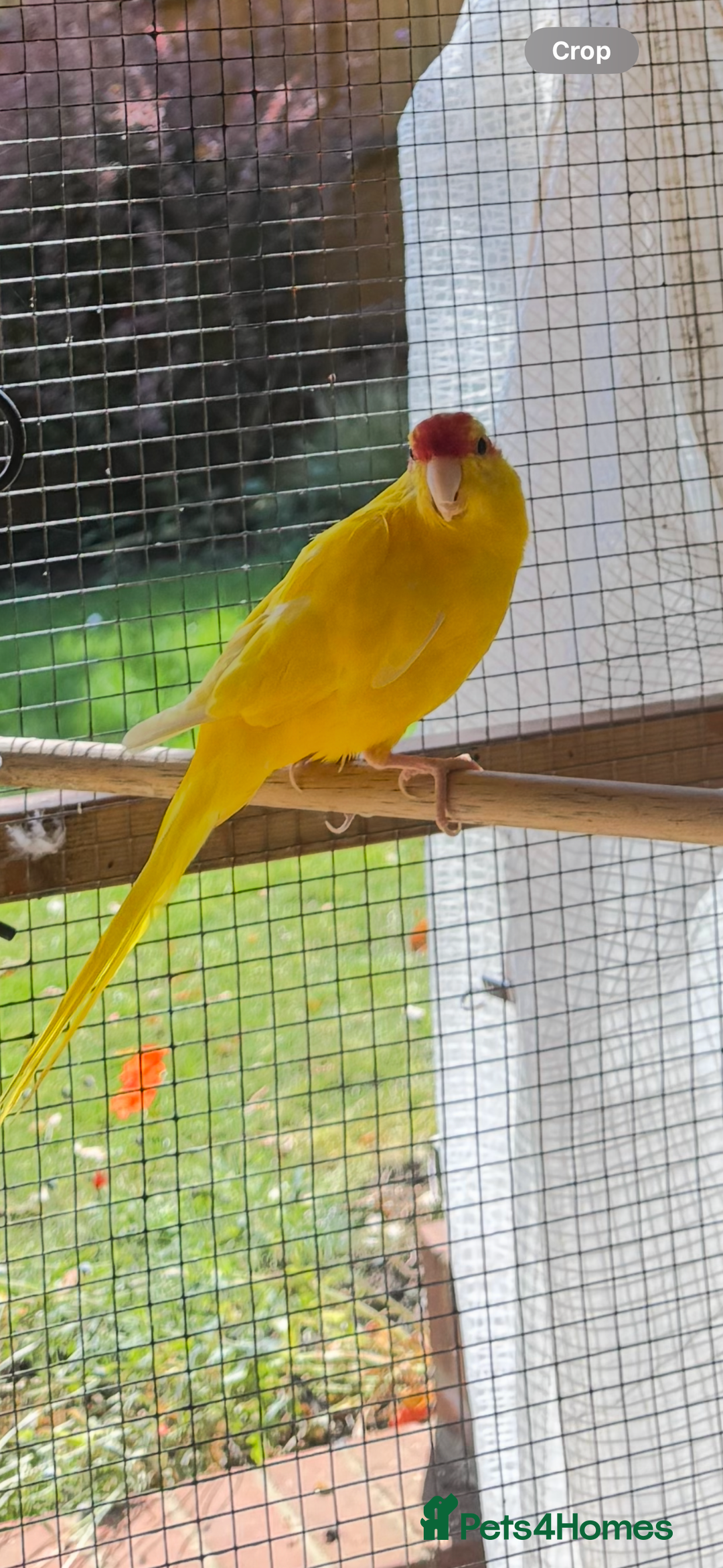 Parakeets birds for sale: Yellow male kakariki  - Image 4