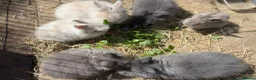 Lionhead rabbits for sale: Double mane lion lead bunny’s for sale  - Advert 17