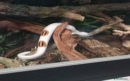 Snake reptiles for sale: 9 month old royal python plus complete set up - Image 17