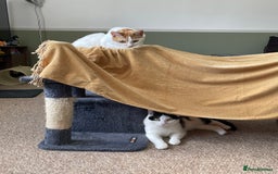 Mixed Breed cats for sale: Bellini & Martini - Image 4