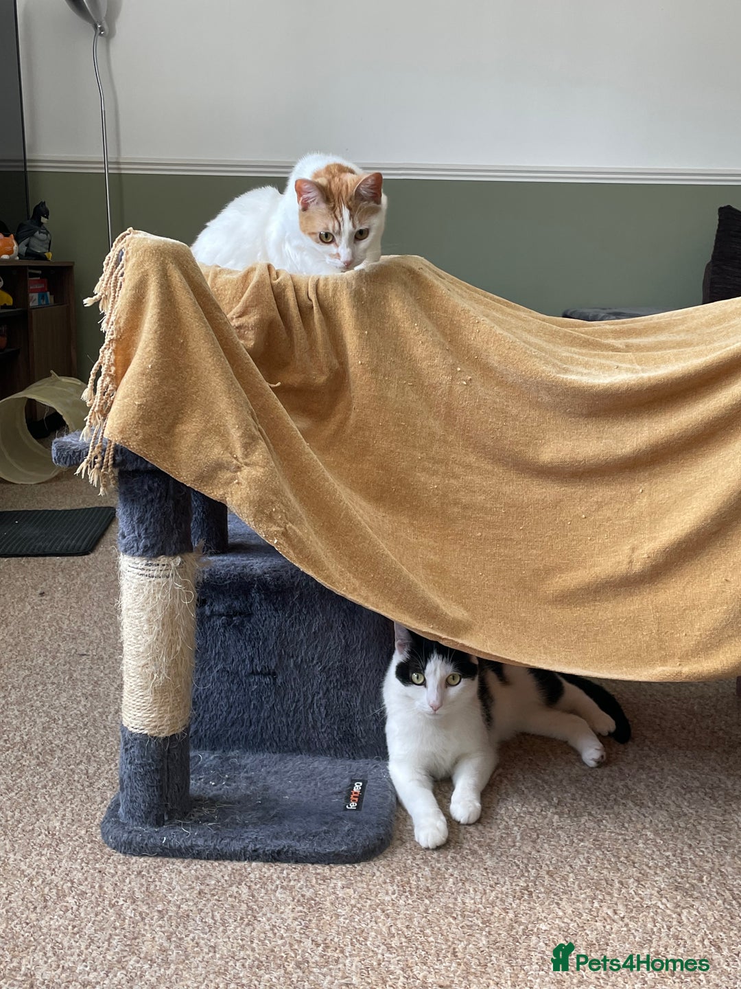 Mixed Breed cats for sale: Bellini & Martini - Image 4