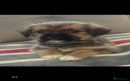 Shorkie dogs for sale: Shorkie puppies for sale - Image 6