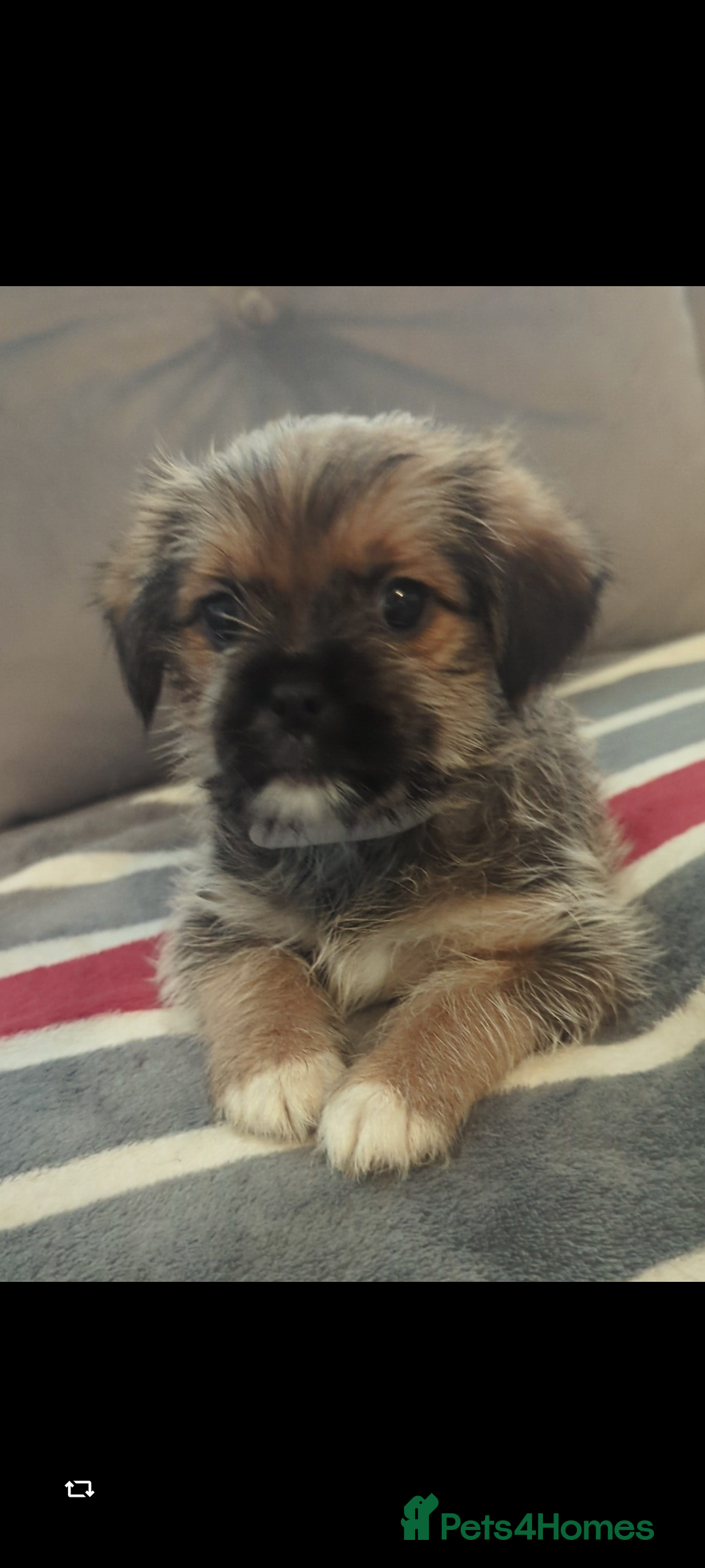 Shorkie dogs for sale: Shorkie puppies for sale - Image 6