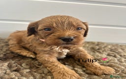 Cavapoo dogs for sale: F1 CAVAPOO BABIES 5🌟LICENSED BREEDER  - Image 10