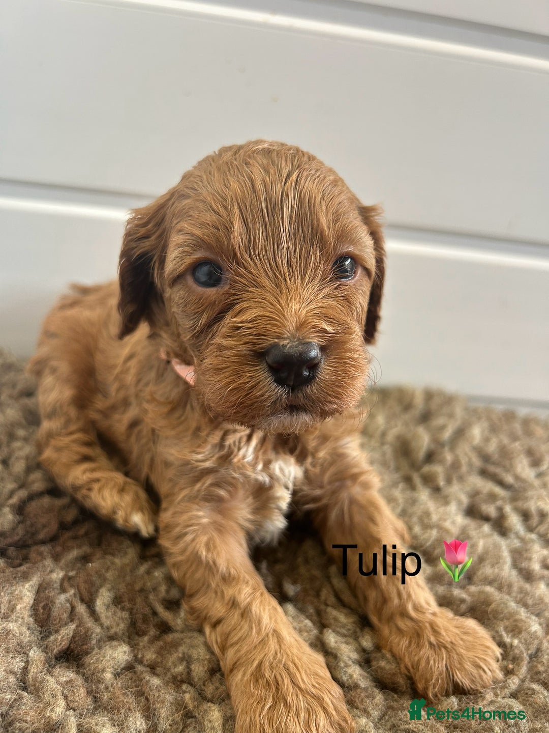 Cavapoo dogs for sale: F1 CAVAPOO BABIES 5🌟LICENSED BREEDER  - Image 10
