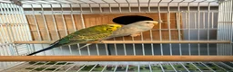Budgerigars birds for sale: Breeding pairs budgies  - Advert 3