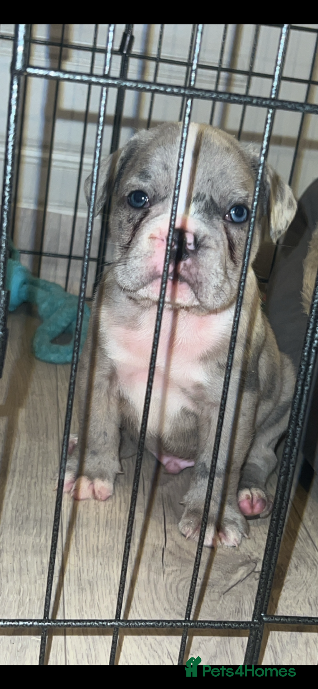 French Bulldog dogs for sale: ‼️ALL PUPS NOW SOLD‼️⭐️🔥FREELANCEBULLDOGS🔥⭐️ in Doncaster - Image 3
