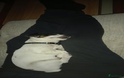 Jack Russell dogs for sale: Male Jack Russel puppy - Image 4