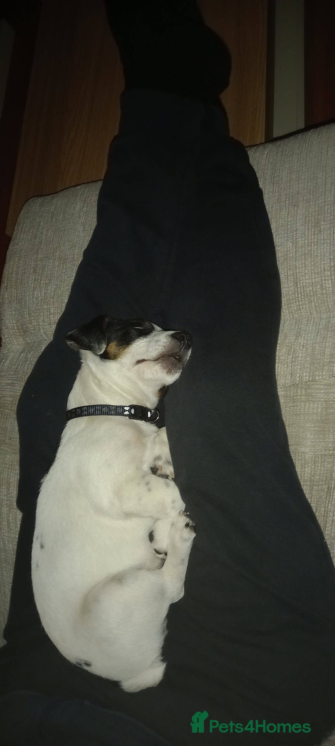 Jack Russell dogs for sale: Male Jack Russel puppy - Image 4