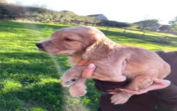 Cocker Spaniel dogs for sale: KC registered cocker spaniel pups for sale  - Image 10