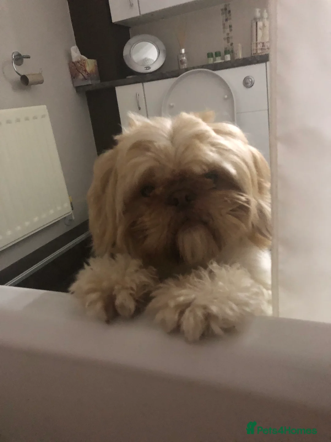 Shih Tzu dogs for stud: Pure breed male shih tzu stud  in Milton Keynes - Advert 5