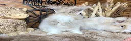 Angora rabbits for sale: PURE PEDIGREE|ENGLISH ANGORA - Advert 11