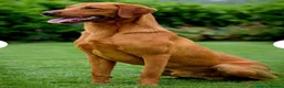 Labrador Retriever dogs for sale: Fox Red Labrador Puppies  - Advert 11