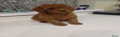 Toy Poodle 2