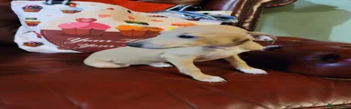 Italian Greyhound Puppy 1