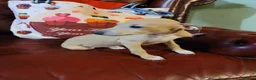 Italian Greyhound dogs for sale: Beautiful Cream Italian Greyhound Puppies - Advert 4