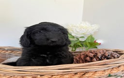 Australian Labradoodle dogs for sale: Australian labradoodle** READY TO GO** - Image 15