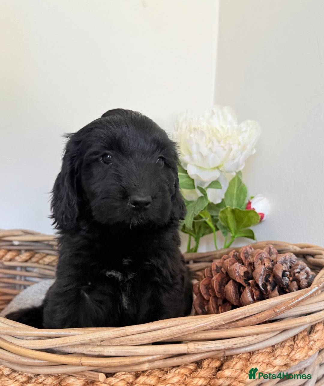 Australian Labradoodle dogs for sale: Australian labradoodle** READY TO GO** - Image 15