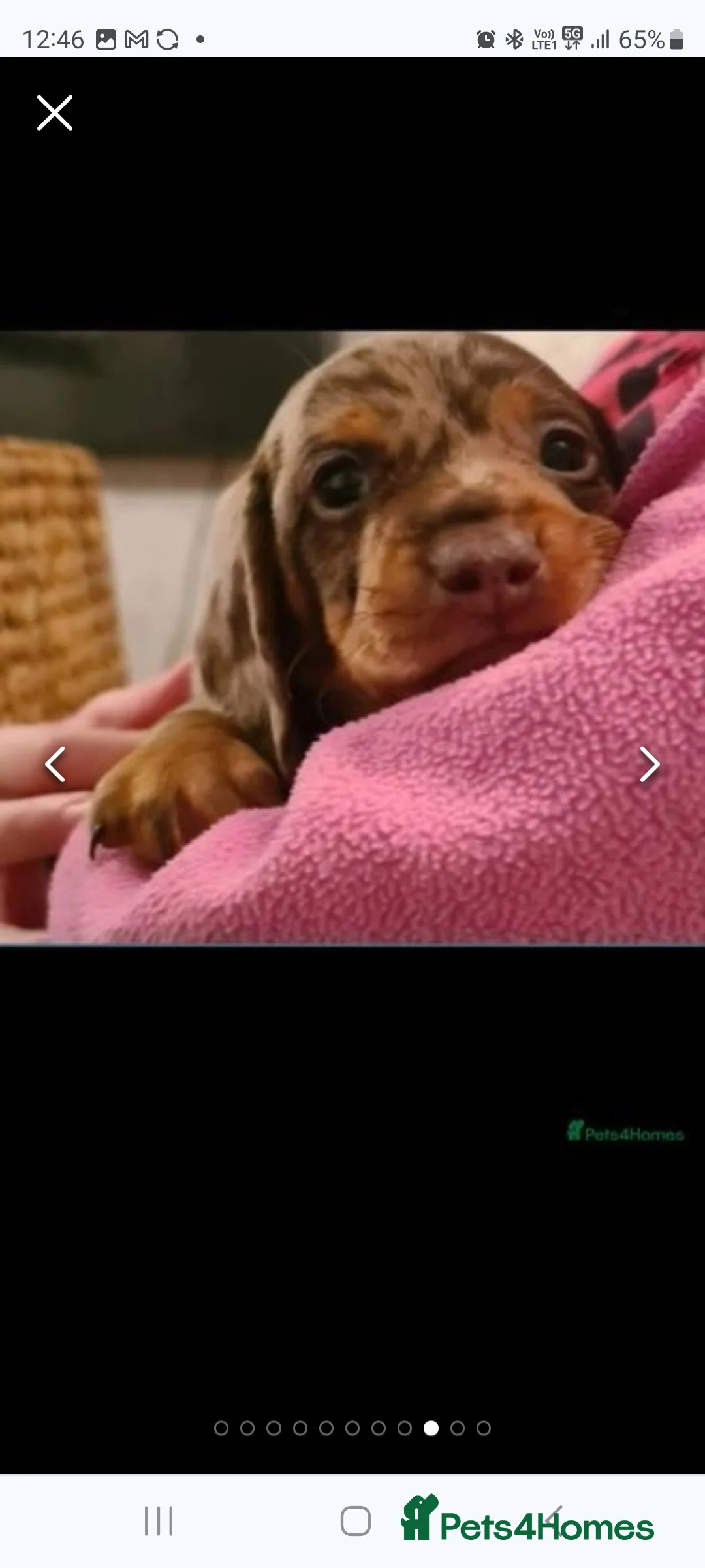 Miniature Dachshund dogs for stud: Exquisite KC Reg stud boy - Advert 2