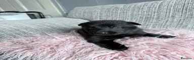 German Shepherd Puppy 8
