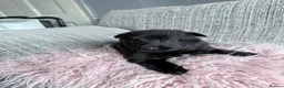 German Shepherd dogs for sale: Puppy German shepherd  - Advert 3