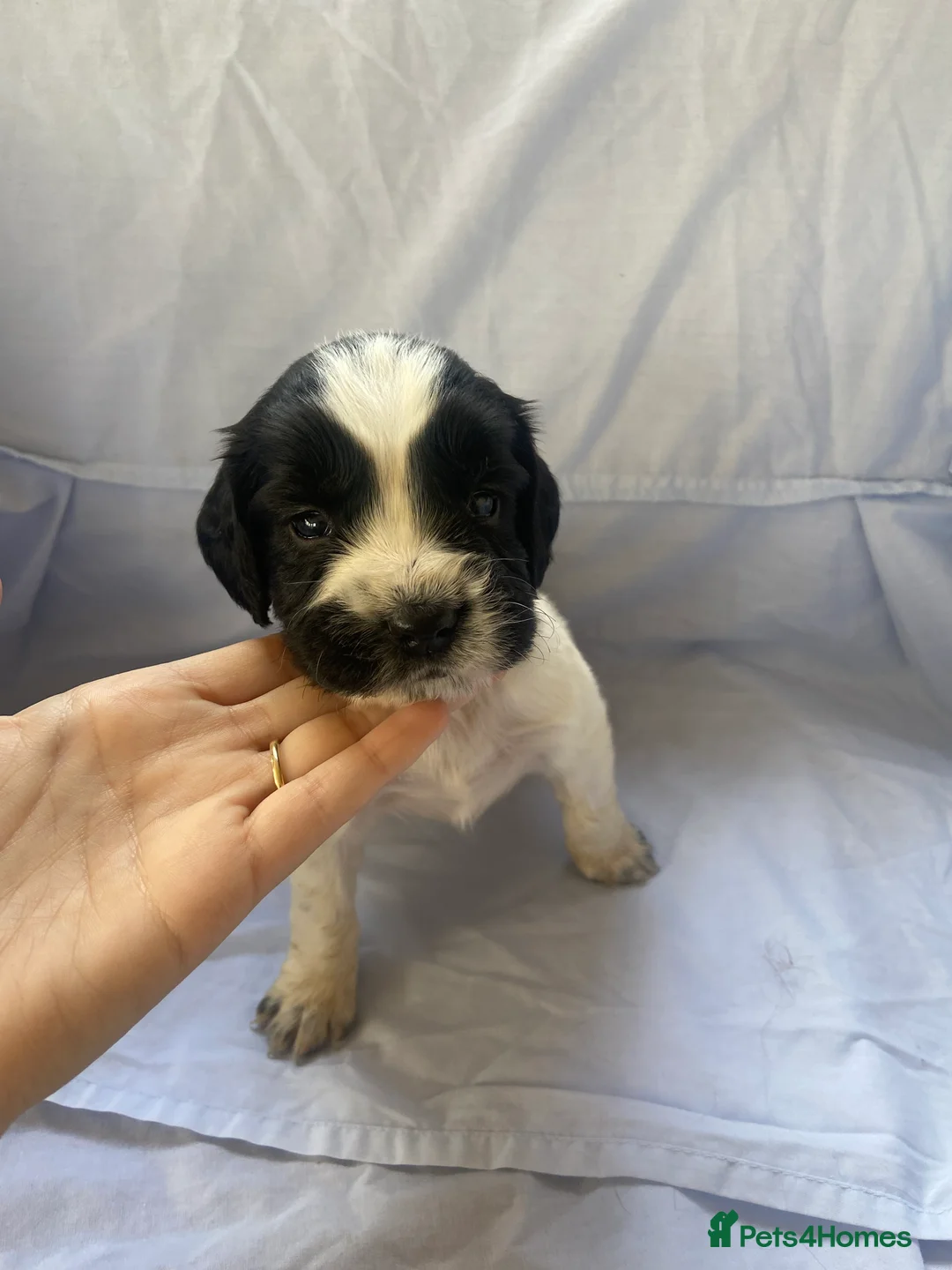 Cocker Spaniel dogs for sale: Working type Cocker Spaniel Puppies 🐶🐾  - Advert 13