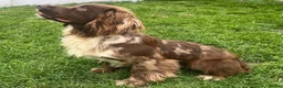 Cocker Spaniel dogs for sale: Working cocker spaniel onlt 2 left - Advert 14