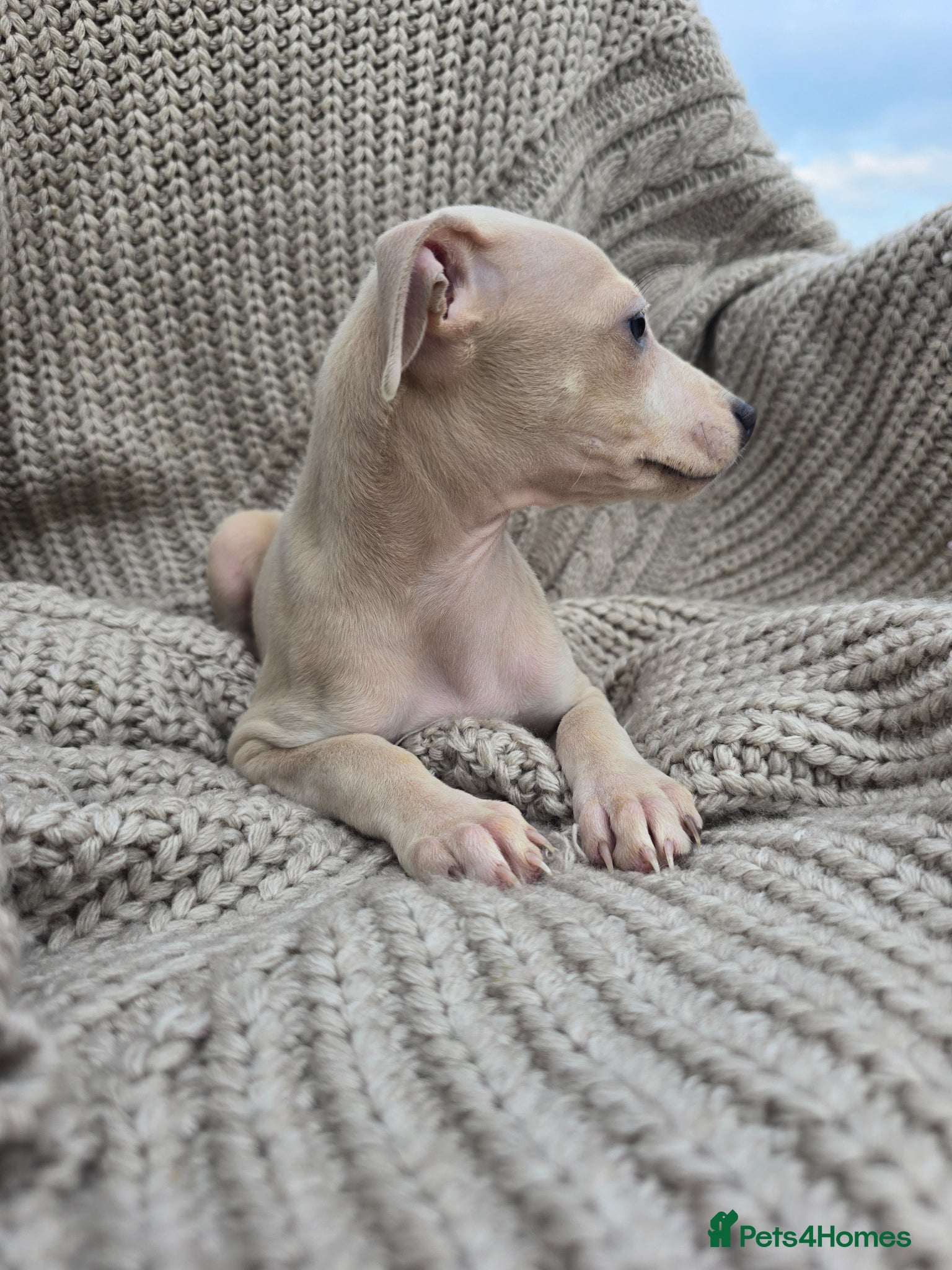 Mixed Breed dogs ALL SOLD-Italian Greyhound x Whippet - Advert 2