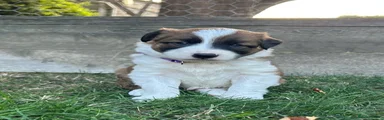 Border Collie 5