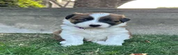 Border Collie dogs for sale: Striking Welsh Red & White Border Collies in Montgomery - Advert 2